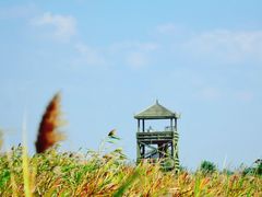 -盐城丹顶鹤湿地生态旅游区