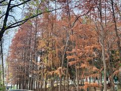 -月湖风景区