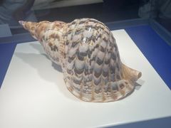 -贝壳王国博物馆