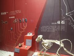 -国家自然博物馆