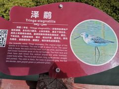 -北海金海湾红树林生态旅游区