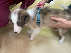 -芭比堂动物医院广州顽皮分院