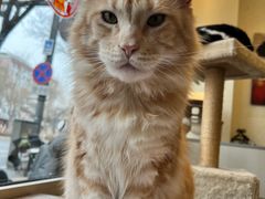 -猫小院猫主题餐厅(南锣旗舰店)