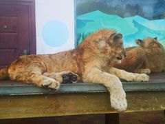 -大连森林动物园