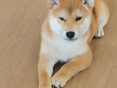 -关爱宠物医院·猫科中心·消化科(滨湖万达分院)