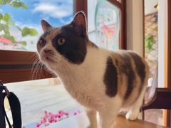 -有猫主题·治愈系猫咖(曾厝垵店)