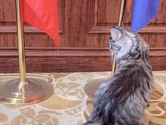 -青奢宠物·青奢猫舍