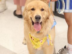 -帕帕拉兹宠物(亚洲旗舰店)