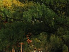 -上海共青森林公园