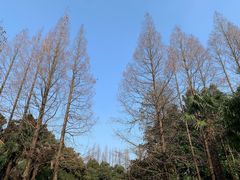 -上海滨江森林公园