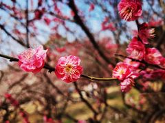 -梅花山(明孝陵内)