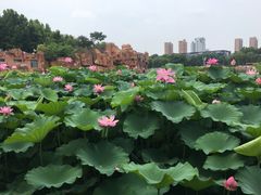-裕华世纪公园