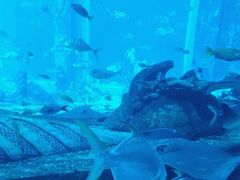-亚特兰蒂斯•OSSIANO奥西亚诺海底餐厅