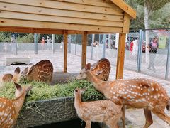 -长白岛森林公园