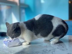 -遇见羊驼·奶狗咖·布偶猫咖·法斗柯基柴犬阿拉斯加(春熙路太古里IFS店)
