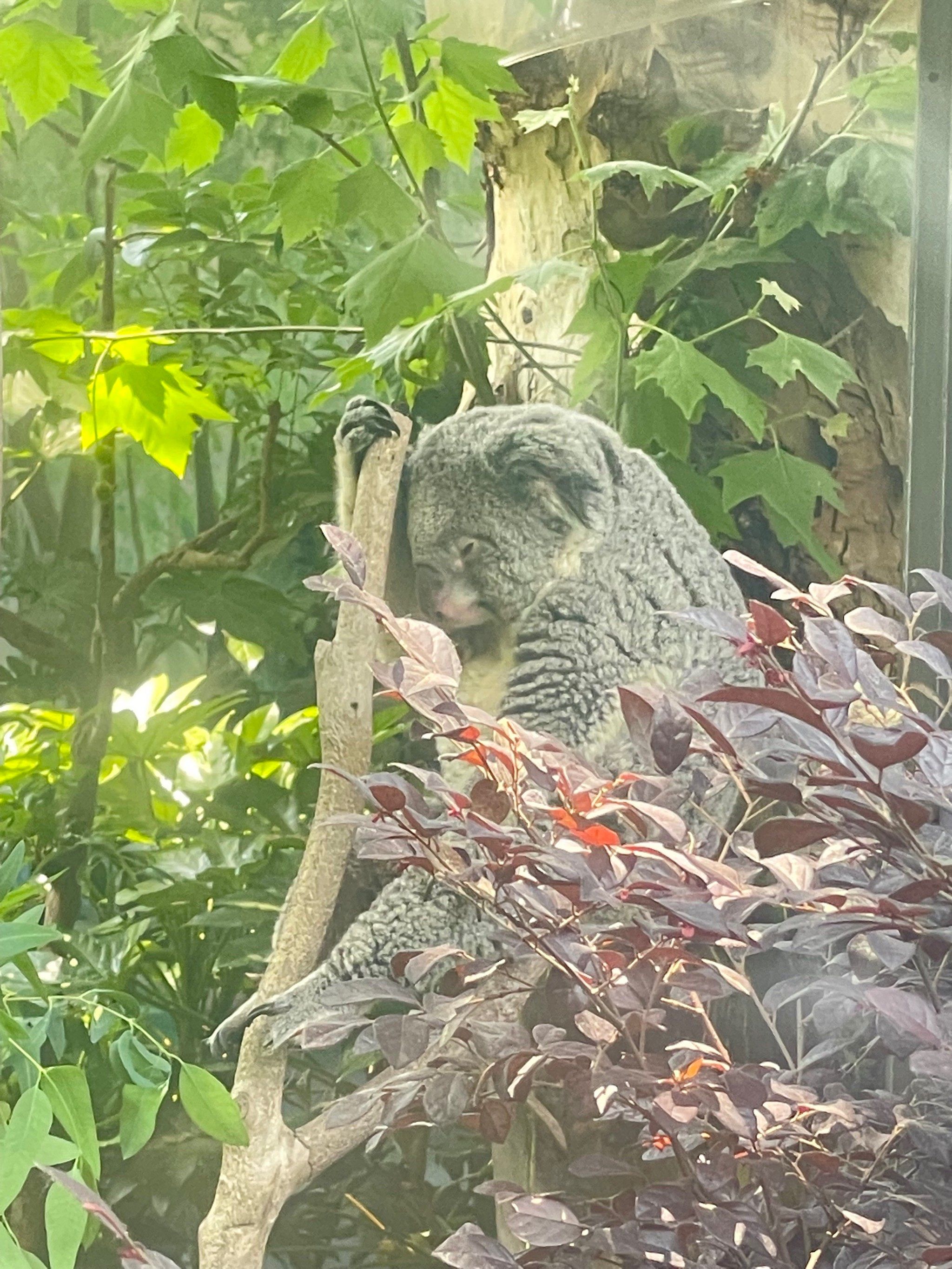考拉考拉94