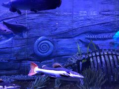 -芜湖新华联大白鲸海洋公园