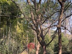 -东明山森林公园
