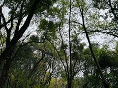 -上海佘山国家森林公园天马山园