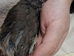 -pd派德宠物中心医院24H急重症·眼科中心·血液透析中心(嵩山北路店)