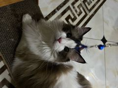 -佳雯宠物医院(四明中路分院)