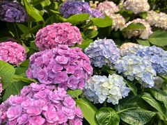 -溪岸路花鸟市场