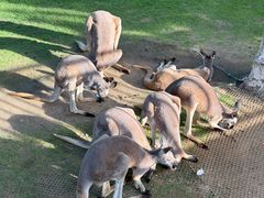 -西霞口神雕山野生动物世界