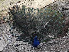 -栾川竹海野生动物园