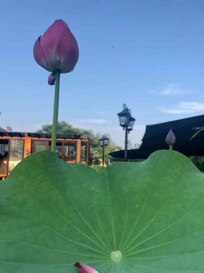 位于王店圣莱特农庄,特色农家乐