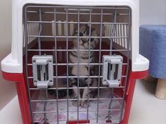 -关爱宠物医院·猫科中心·消化科(滨湖万达分院)