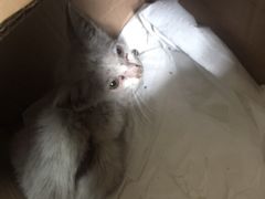 -芭比堂动物医院·24小时·眼科中心(深圳中心)