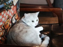 -咖法森林·咖啡  酒吧(天河店)