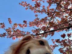 -高东镇樱花园