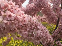 -古柏渡飞黄旅游区