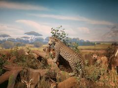 -陕西自然博物馆