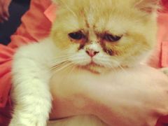 芙蓉-猫咖时代(中山亭店)