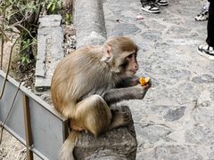 -白帝城·瞿塘峡景区