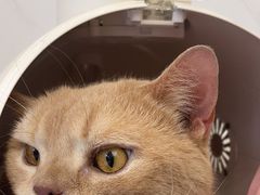 -瑞派康怡24h宠物医院·犬猫医疗中心·微创绝育(瑞景分院)
