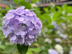 -都江堰玫瑰花溪谷