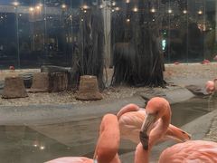 火烈鸟-白虎自助餐厅·真老虎·景观自助餐厅(广州长隆酒店)