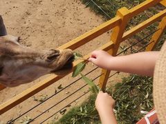 -西霞口神雕山野生动物世界