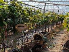 -马陆小张葡萄园农家乐