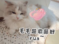 -Promise 国风宠物空间(上邦百汇城店)