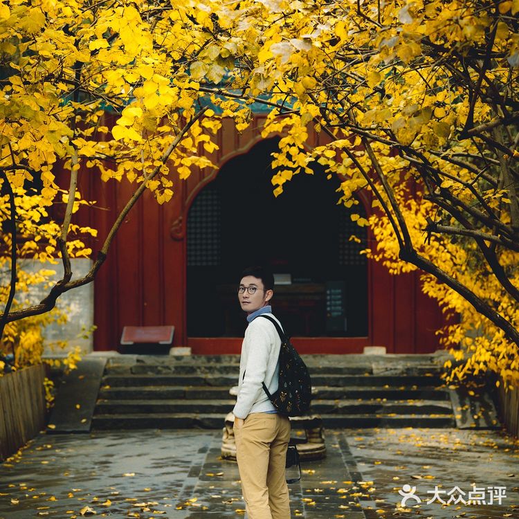 错过大觉寺的银杏，你就错过了整个北京的秋