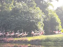 -广州长隆飞鸟乐园