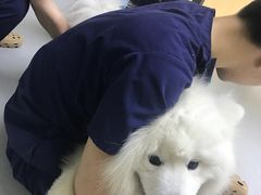 -谐和益家动物医院·免疫绝育·血液透析·宠保定点医院(高新伊藤分院)