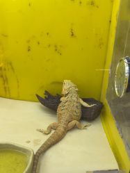 -神奇动物撸宠馆·羊驼·小浣熊·异宠(豫园店)