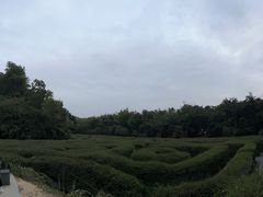 -大屏嶂森林公园
