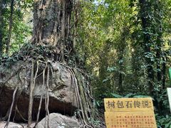 -莫里热带雨林景区
