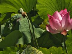 -杭州香格里拉·香宫中餐厅